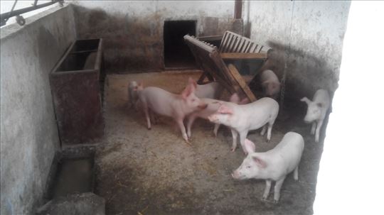 prasici muski oko 25 kg