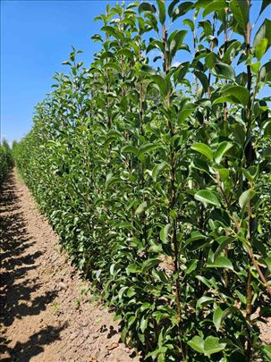 Sadnice voća–Kvalitetne sadnice iz Rasadnika Antić