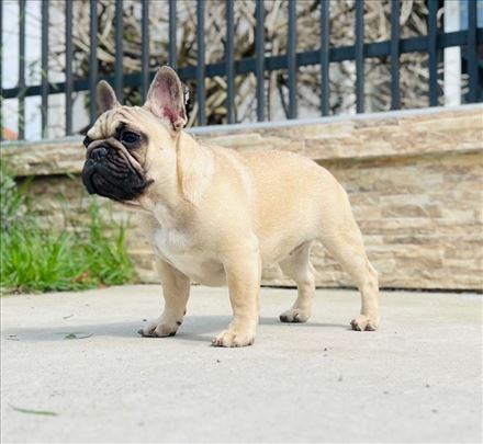 Francuski buldog, štene- zensko 2 mes - top line !