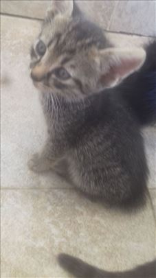 Domaci macici traze dom: musko i zensko