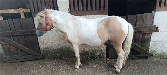 Poni pastuv