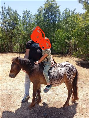 Prodajem poni konja