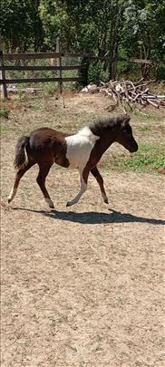 Prodajem poni zdrebe
