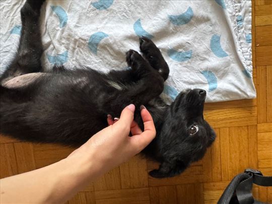 Štene za udomljavanje