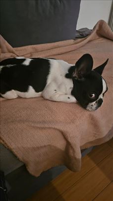 Francuski buldog, štene