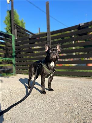 Francuski buldog Pablo za paranje