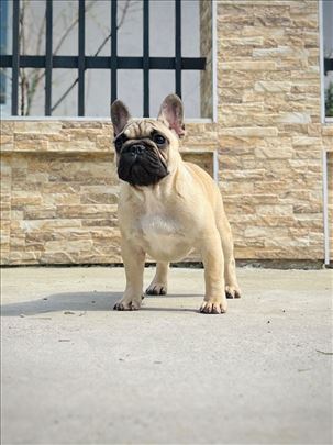 Francuski buldog, štene- zensko 2 mes - top line !