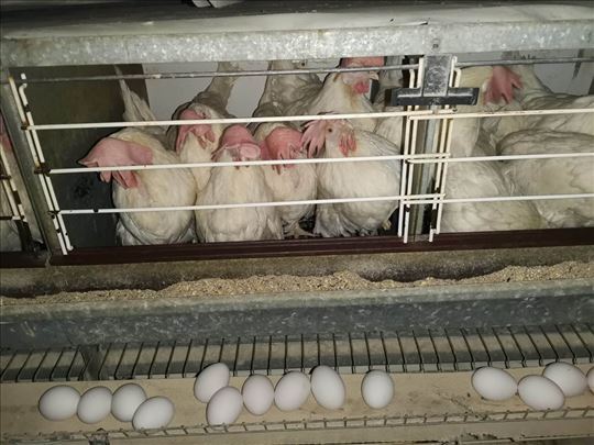 Leghorn koke 12 meseci