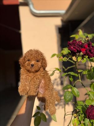 Pudla toy