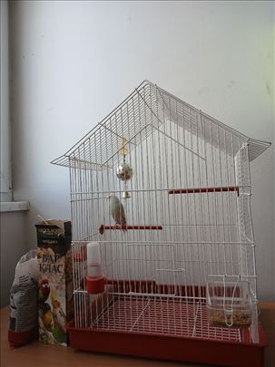 tigrica papagaj komplet