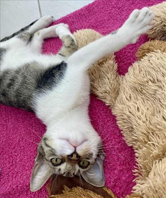 Poklanja se nezno, umiljato mace Oziris