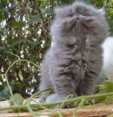 Predivna persijska maca