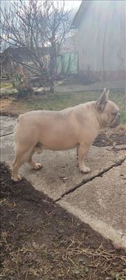 Francuski buldog, odrastao pas