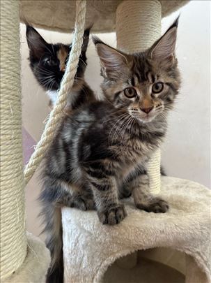 Maine Coon , žensko mače