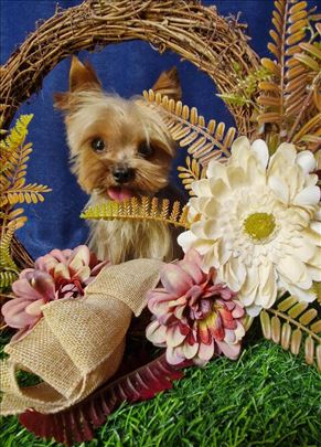 Mini Yorkie - parenje