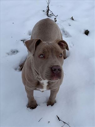Pitbul za parenje!