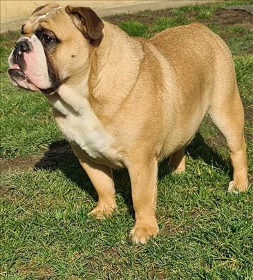 Buldog, odrastao pas