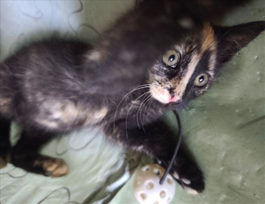 Dunjica  unikatno mače iz Bg 