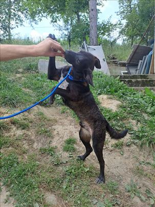 Potreban dom i odgovoran vlasnik