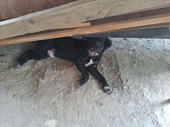 Potreban dom i odgovoran vlasnik