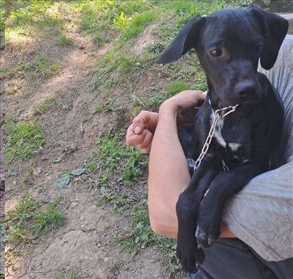 Potreban dom i odgovoran vlasnik