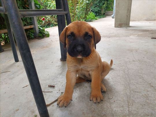 Presa Canario štenci, Kanarski pas