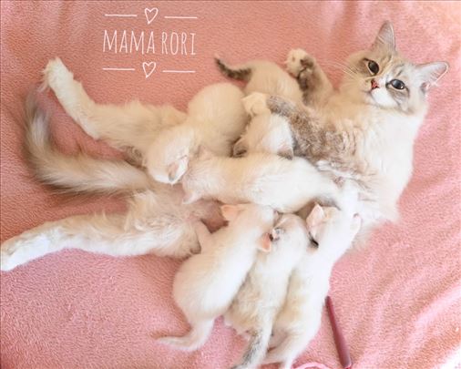 Ragdoll, mače