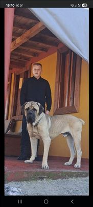 Srpski odbrambeni pas, štene