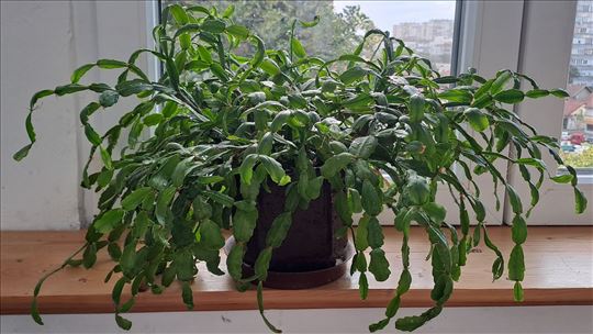 Božićni kaktus, Slumbergera