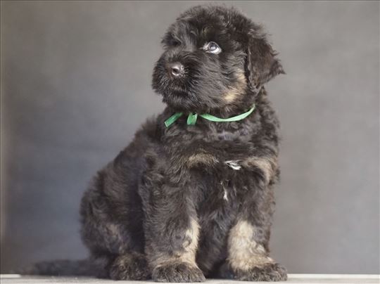 Crni Ruski terijer, štene, "black-and-tan"