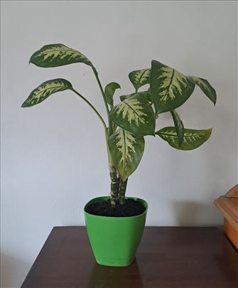 Difenbahija