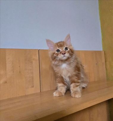 Maine Coon , mače
