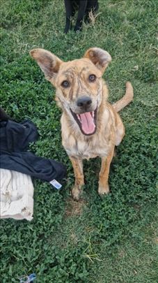 Mešanac, štene Tigrica