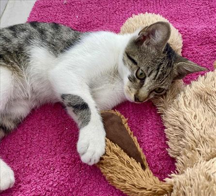 Ovako divno, nezno i umiljato mace tesko cete naci