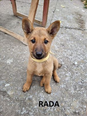 Poklanjam kučiće, pronađeni su izbačeni