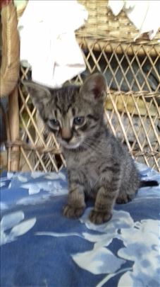 Domaci macici traze dom