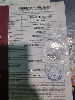 Engleski punokrvni konj na prodaju dve kobilee 
