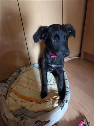 Juca traži svoj dom