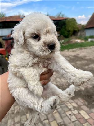 Madjarski puli