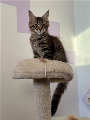 Maine Coon, muško mače