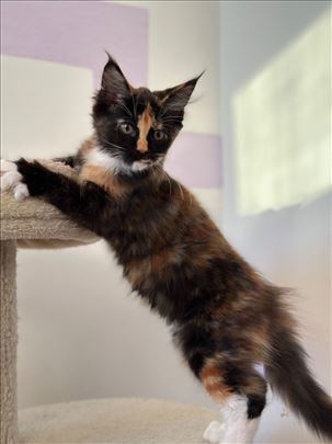 Maine Coon, žensko mače