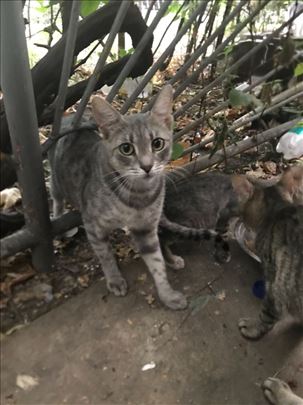 Mešanac, mlada mačka