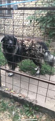 Šarplaninac, odrastao pas