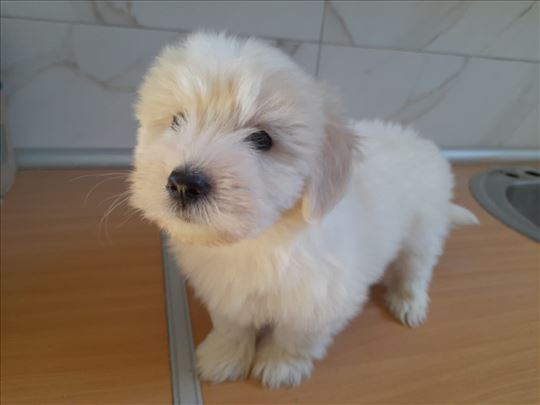 Tulearski pas štenci - Coton de Tulear