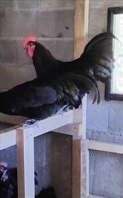 Australorp petlovi ( plavi i crni ) 8 meseci 