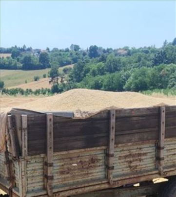 Bela zob u Vraniću
