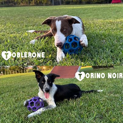 Border collie/ Border koli štenci + obuka