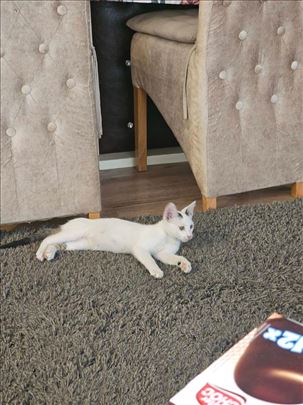 Mešanac, mače za udomljenje