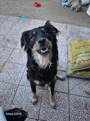 Mešanac, mlad pas, kao iz filma zaista 