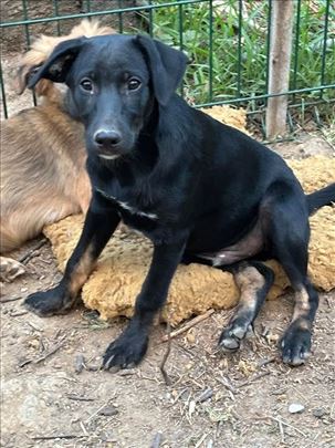 Udomljavanje štenaca